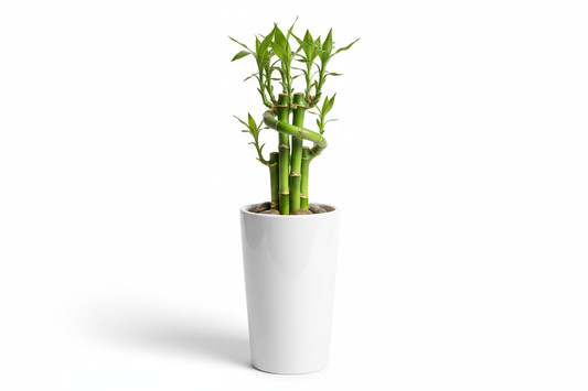 Mini Bamboo Pot
