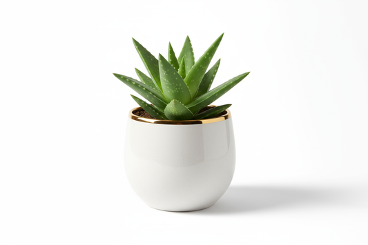 Aloe Luxe Planter