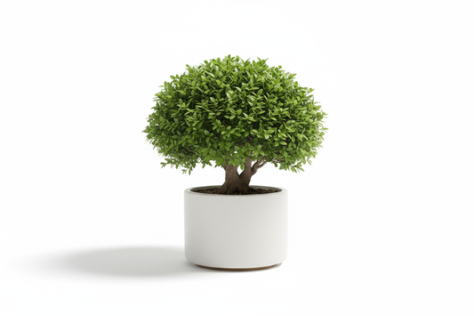 Bonsai Essence