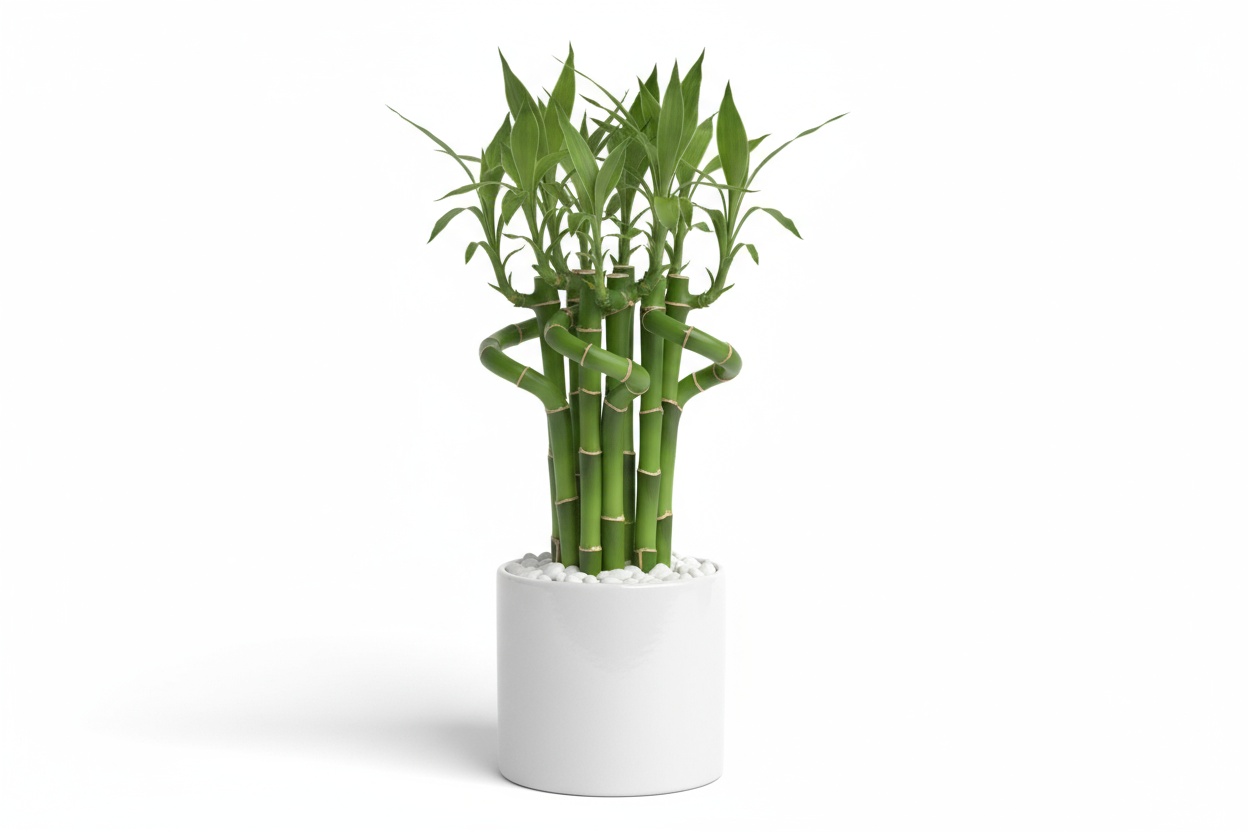 Mini Bamboo Pot