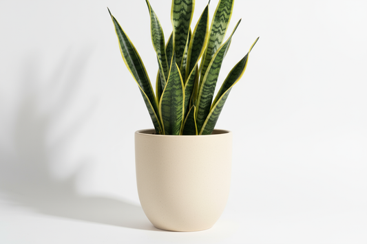 Snake Leaf Pot