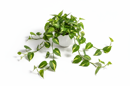 Money Plant Basic
