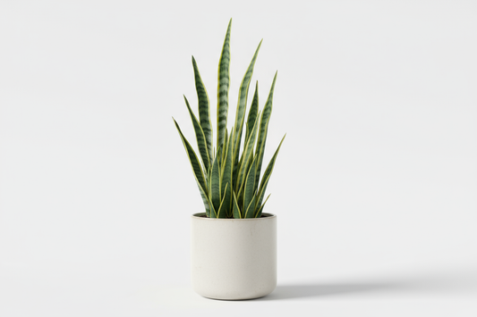 Snake Leaf Pot
