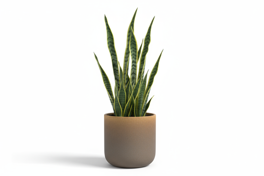 Snake Leaf Pot