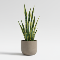 Snake Leaf Pot