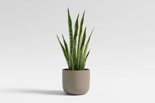 Snake Leaf Pot