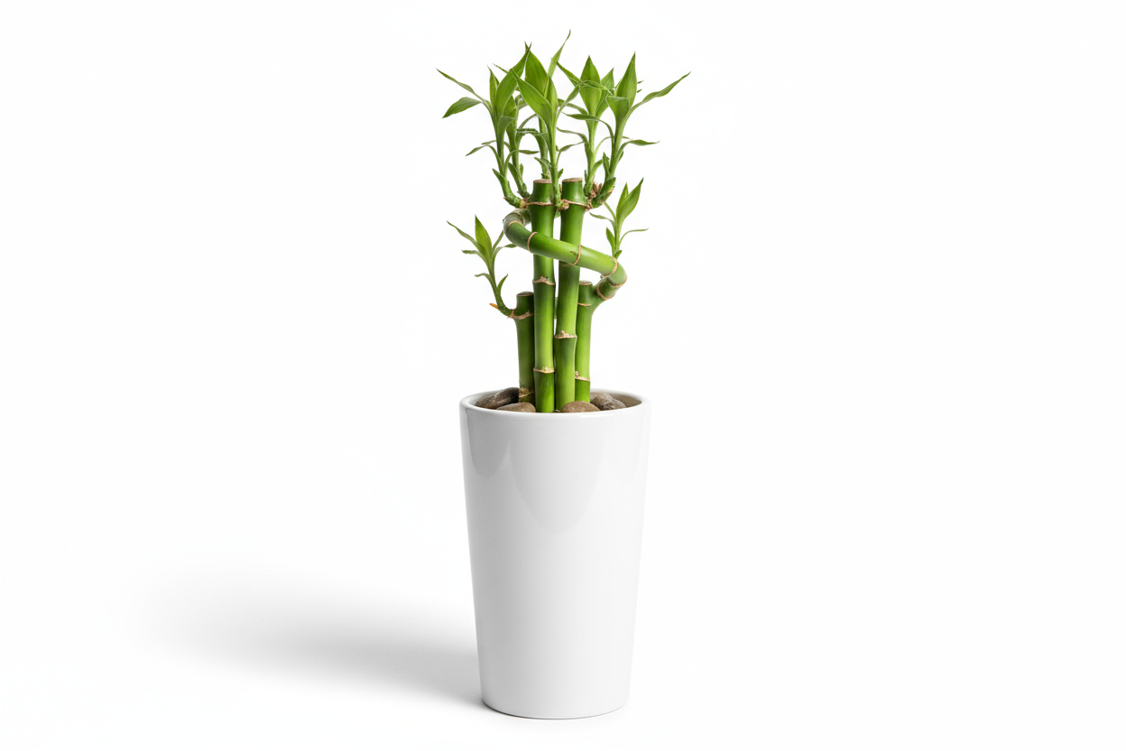 Mini Bamboo Pot