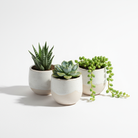 Succulent Trio
