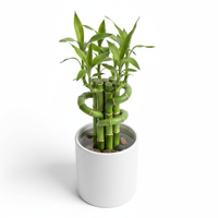 Mini Bamboo Pot