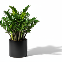 ZZ Gloss Pot