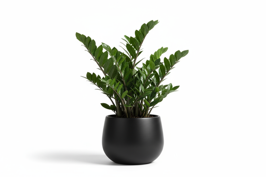 ZZ Gloss Pot