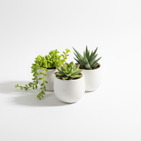 Succulent Trio