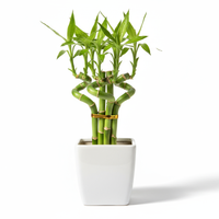 Mini Bamboo Pot