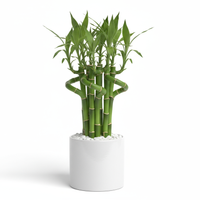 Mini Bamboo Pot