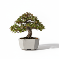 Bonsai Essence