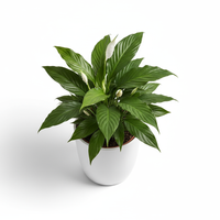 Peace Lily Ceramic Pot