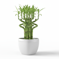 Mini Bamboo Pot