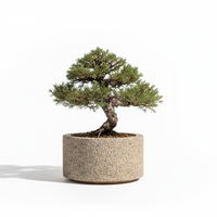Bonsai Essence