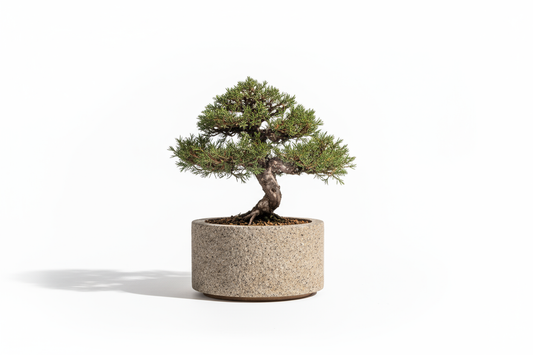Bonsai Essence