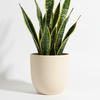 Snake Leaf Pot