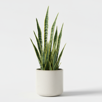 Snake Leaf Pot