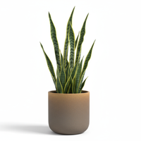 Snake Leaf Pot