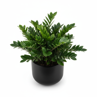 ZZ Gloss Pot